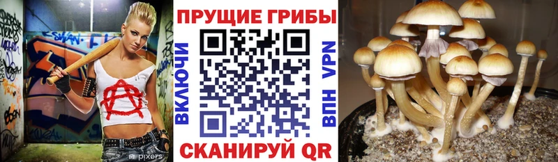 мориарти какой сайт  Карталы  Галлюциногенные грибы Psilocybine cubensis 